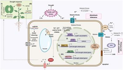 Root Adaptation via Common Genetic Factors Conditioning Tolerance to Multiple Stresses for Crops Cultivated on Acidic Tropical Soils